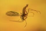 Several Fossil Flies (Diptera) In Baltic Amber #90858-2